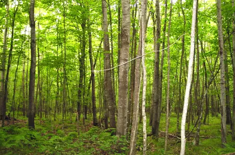 80 Acres On Bailey Rd, Bruce, WI 54819 photo 5