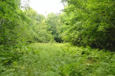 80 Acres On Bailey Rd, Bruce, WI 54819 photo 14