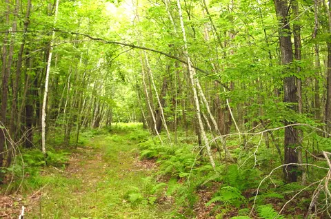 80 Acres On Bailey Rd, Bruce, WI 54819 photo 4