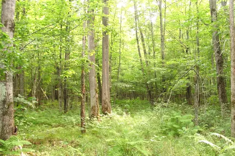 80 Acres On Bailey Rd, Bruce, WI 54819 photo 24
