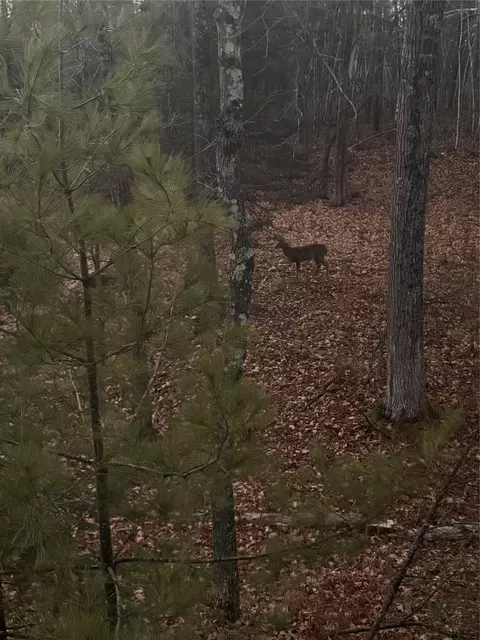 W15892 Old 14 Road, Weyerhaeuser, WI 54895 photo 26
