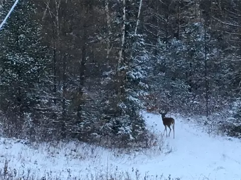 W15892 Old 14 Road, Weyerhaeuser, WI 54895 photo 32