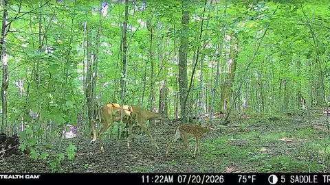 40 Acres On Fr 1769, Cable, WI 54821 photo 31