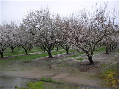26861 E River Rd, Escalon, CA 95320 photo 12