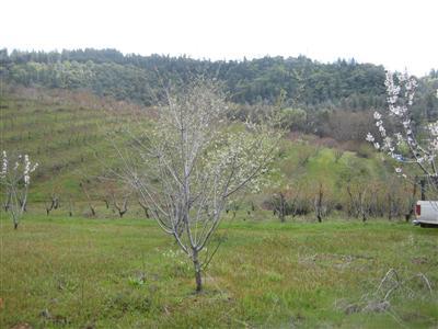 2840 Jacquier Rd, Placerville, CA 95667 photo 1