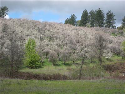 2840 Jacquier Rd, Placerville, CA 95667 photo 10