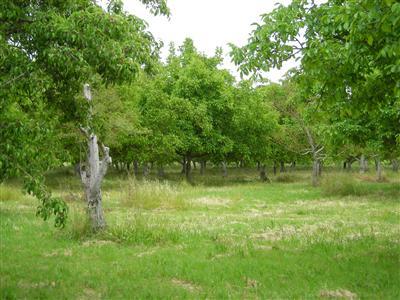 9970 E Harney Ln, Lodi, CA 95240 photo 5