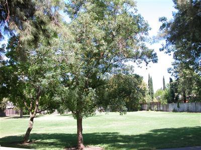 2710 Corona Dr, Davis, CA 95616 photo 9