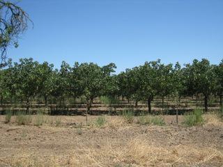 5228 E Hogan Ln, Lodi, CA 95240 photo 6