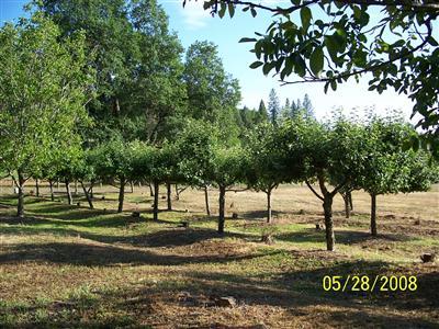 1541 Pleasant Valley Rd, Placerville, CA 95667 photo 10