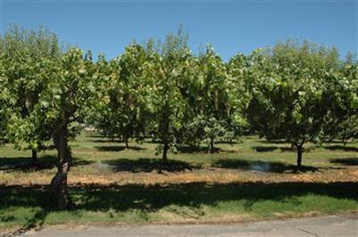 26400 E River Rd, Escalon, CA 95320 photo 25