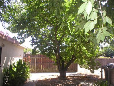 220 Emerson Ave, Modesto, CA 95350 photo 21