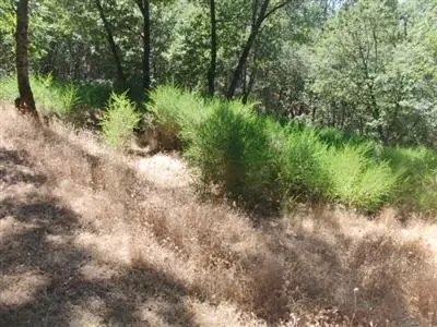 21945 Digger Pine Ln, Colfax, CA 95713 photo 2