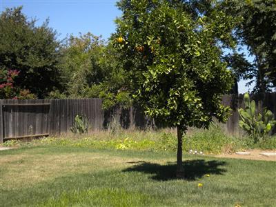 233 Wildrose Ln, Winters, CA 95694 photo 4