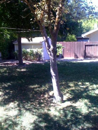 8121 Driver Ranch Ct, Antelope, CA 95843 photo 4