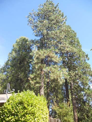 535 Packard Dr, Grass Valley, CA 95945 photo 9
