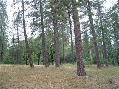 1460 E Weimar Cross Rd, Colfax, CA 95713 photo 5