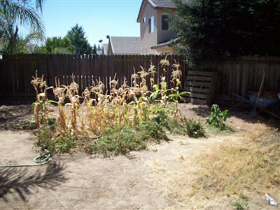 4424 Dandelion Ct, Salida, CA 95368 photo 9