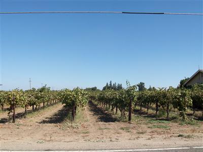 16444 Tecklenburg, Lodi, CA 95240 photo 16