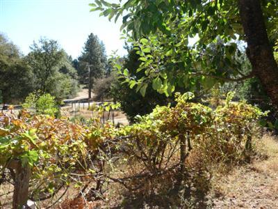 5552 Oak Leaf Cir, Placerville, CA 95667 photo 6