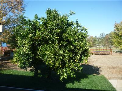 9467 Alta Mesa Rd, Wilton, CA 95693 photo 4