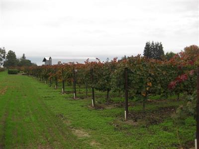 16205 N Davis Rd, Lodi, CA 95242 photo 18