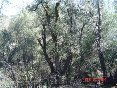 1120 Franklin Ct, Placerville, CA 95667 photo 3