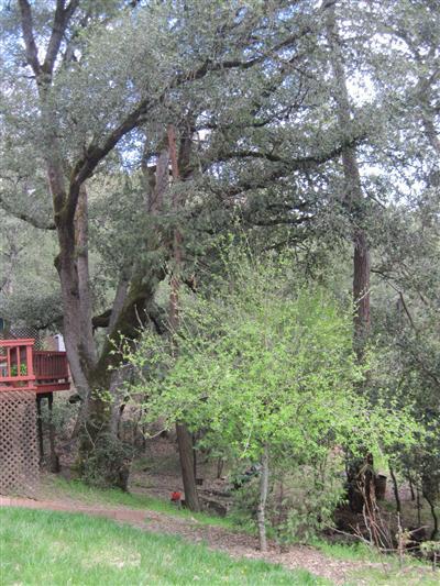 17276 Nile River Rd, Sonora, CA 95370 photo 14