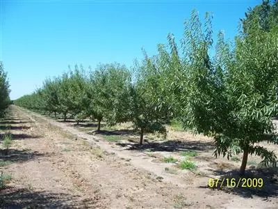 21264 E River Rd, Escalon, CA 95320 photo 3