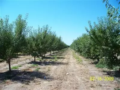 21264 E River Rd, Escalon, CA 95320 photo 2