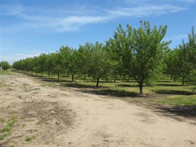 16822 Elsholz Rd, Ripon, CA 95366 photo 8