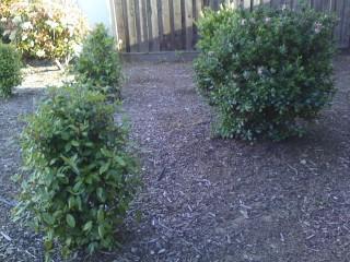 9714 Cannon, Live Oak, CA 95953 photo 8