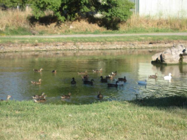 1309 Elverta Rd, Elverta, CA 95626 photo 24