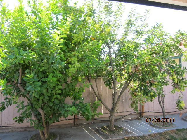 825 Cathedral Ln, Modesto, CA 95351 photo 13