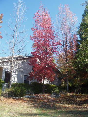 1860 Squires Canyon Ct, Cool, CA 95614 photo 2