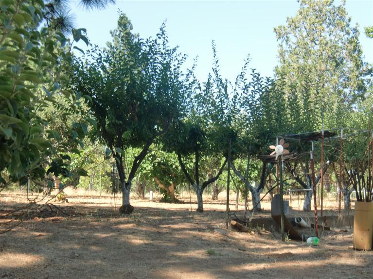 20090 Lomo Ranchos Dr, Volcano, CA 95689 photo 3