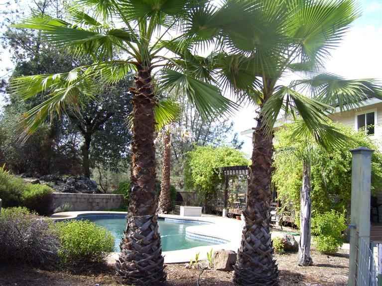 4860 Woodsman Loop, Placerville, CA 95667 photo 12