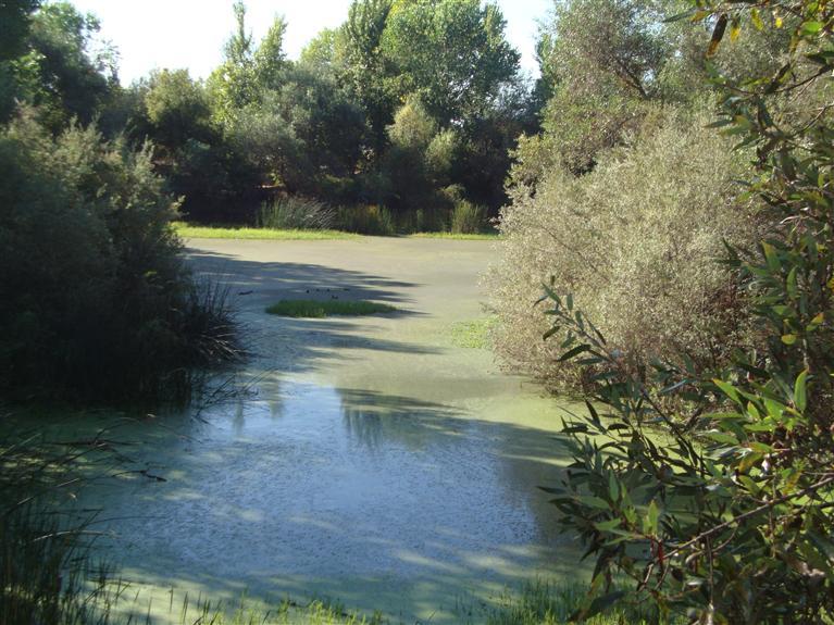1157 Cobble Fields Ct, Folsom, CA 95630 photo 14