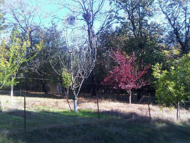 1351 Big Oak Rd, Placerville, CA 95667 photo 3