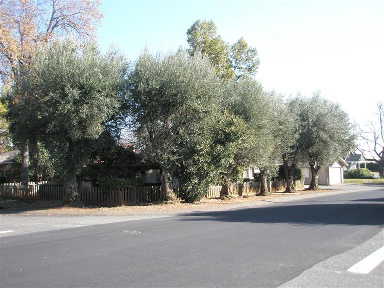 703 Reading St, Folsom, CA 95630 photo 16