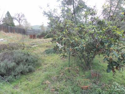 6602 Marva Ln, Placerville, CA 95667 photo 15