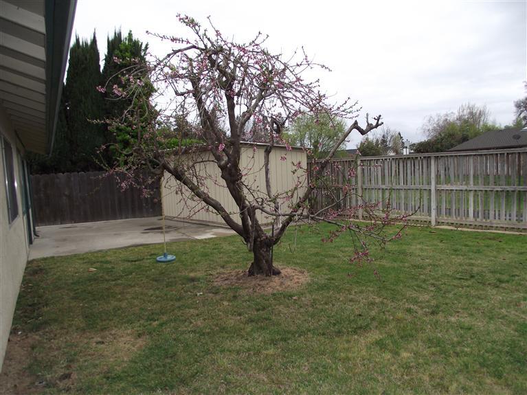 1148 Blackoak Dr, Manteca, CA 95336 photo 14