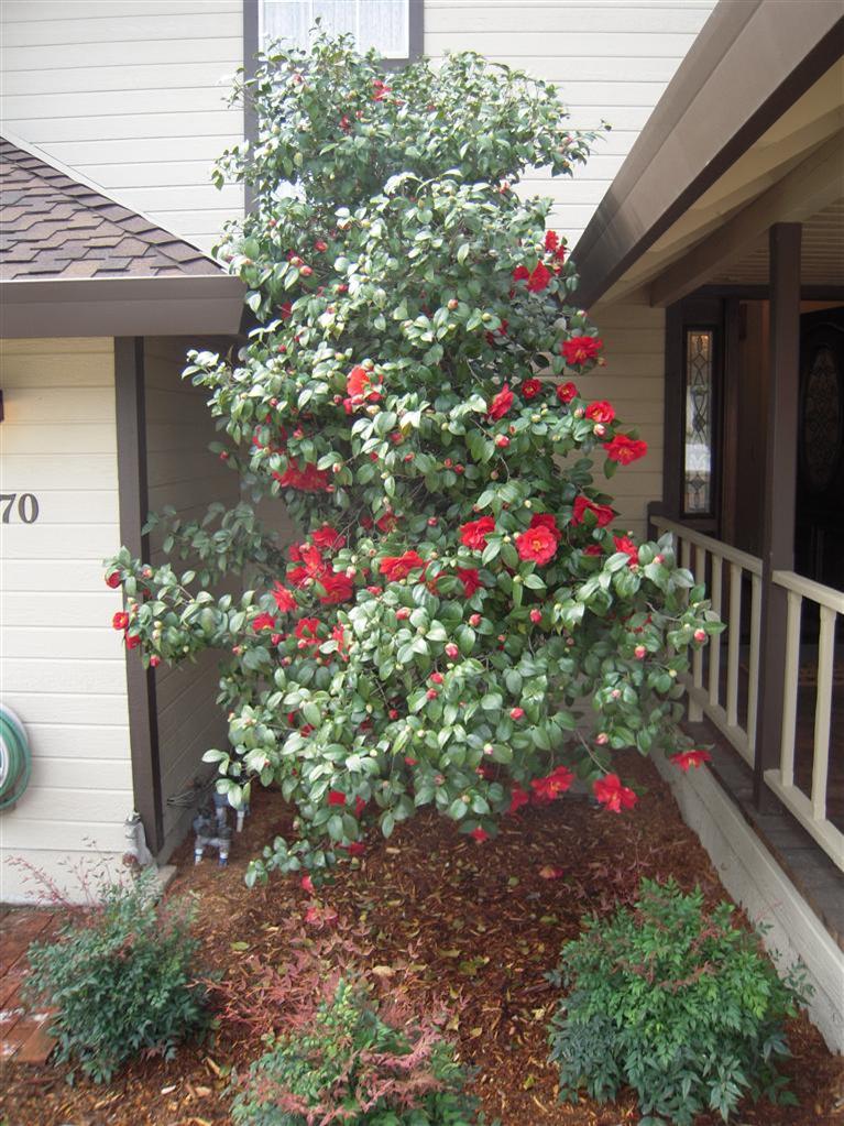 8770 Ash Hl, Orangevale, CA 95662 photo 8