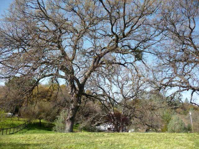 1472 Claim Stake Ct, Cool, CA 95614 photo 23