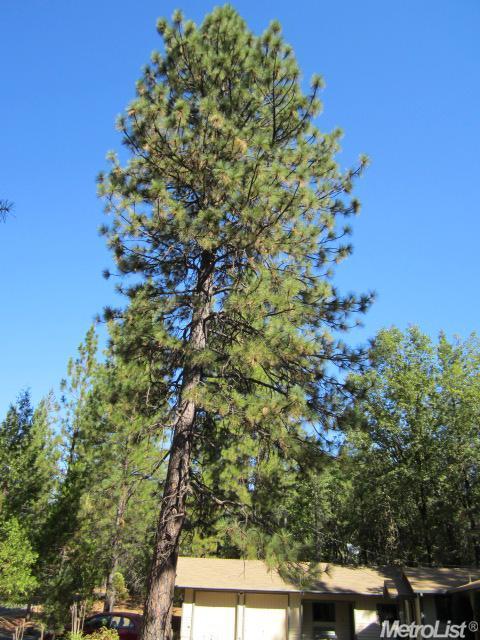 6321 Pine Needle Ln, Placerville, CA 95667 photo 18