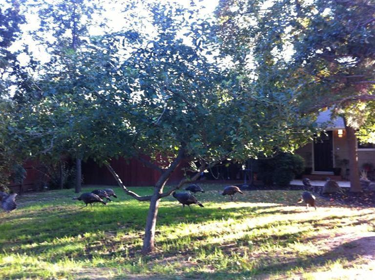6144 Kenneth Ave, Carmichael, CA 95608 photo 2