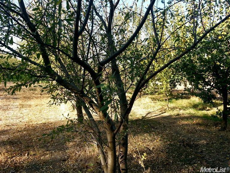 8940 Gaddini Rd, Winters, CA 95694 photo 5
