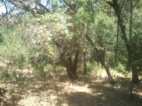 15750 Highview Way, Sutter Creek, CA 95685 photo 17