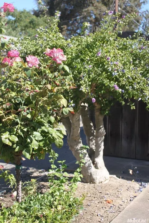 718 W Pine St, Lodi, CA 95240 photo 3