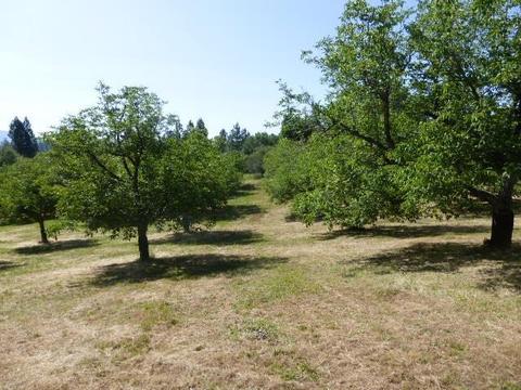 2323 Spink, West Point, CA 95255 photo 28
